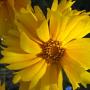 We found this garden variety Coreopsis growing on the side of the trail. Who knows where this horticultural species  came from!